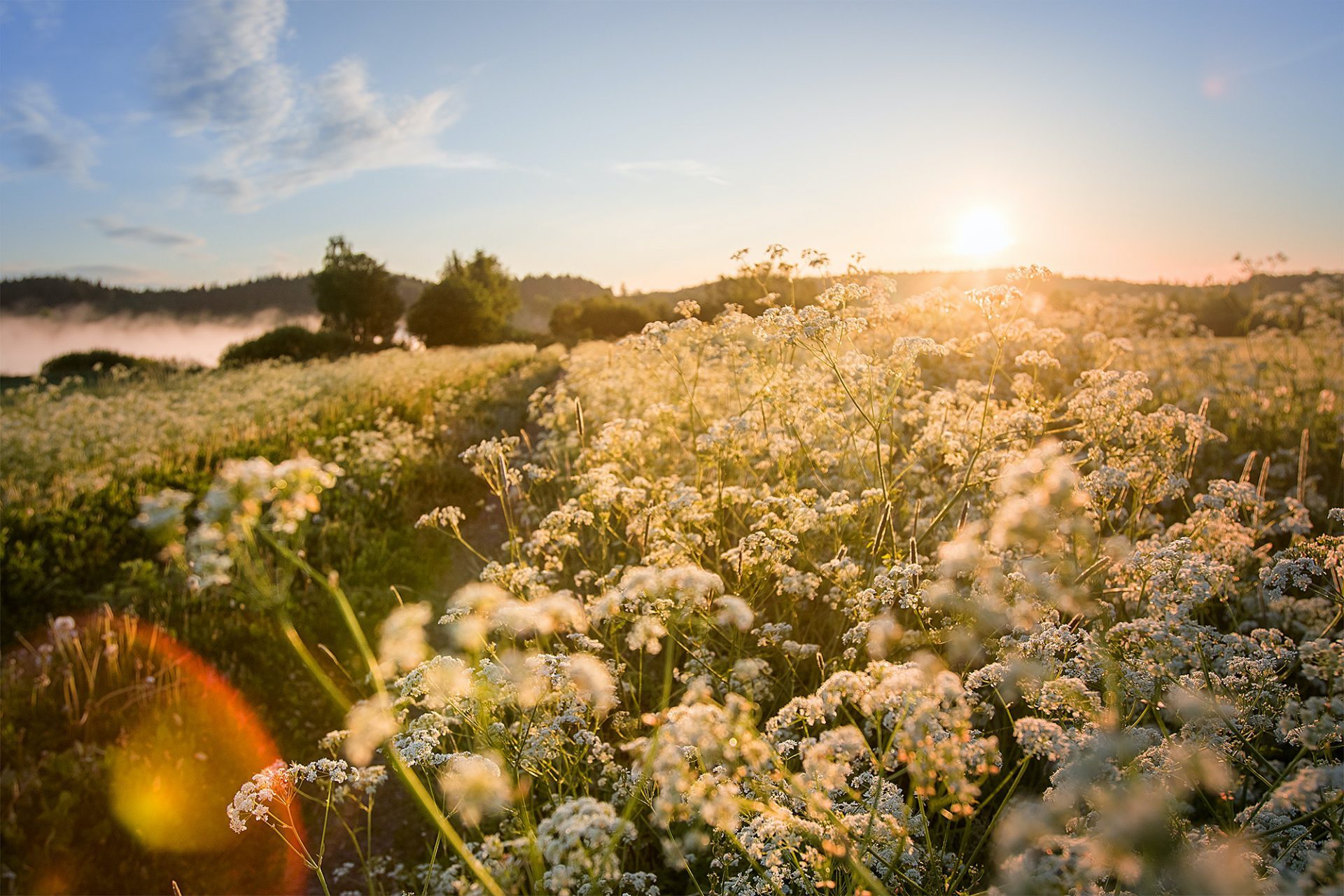 The sun sets over a flowering meadow filled with white flowers and green foliage.
